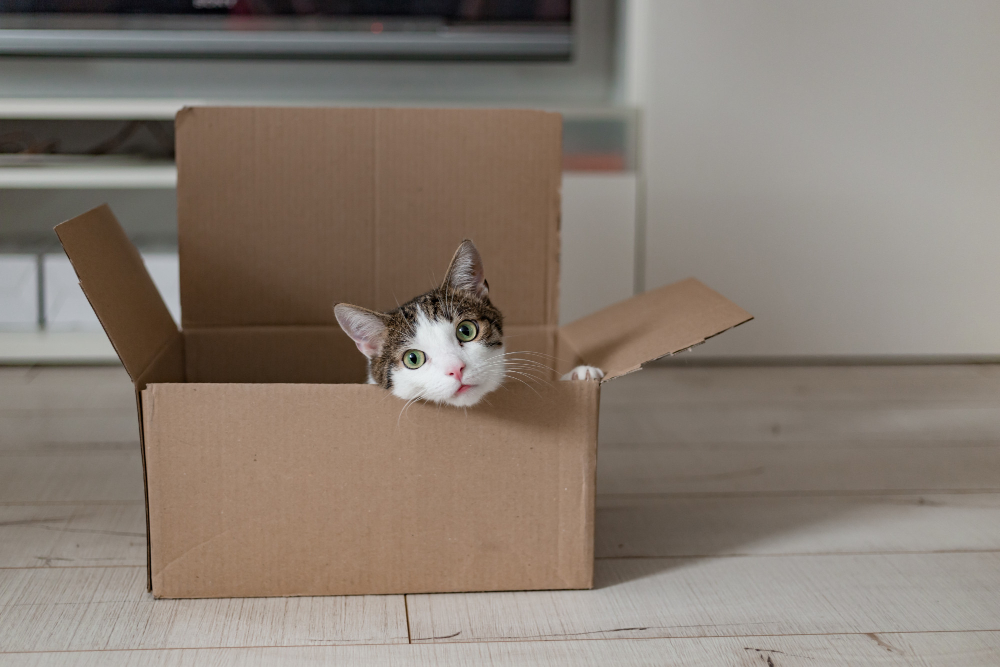 Un chat curieux explore un environnement en pleine préparation de déménagement, symbolisant le changement d'habitude lors du passage vers une nouvelle maison.